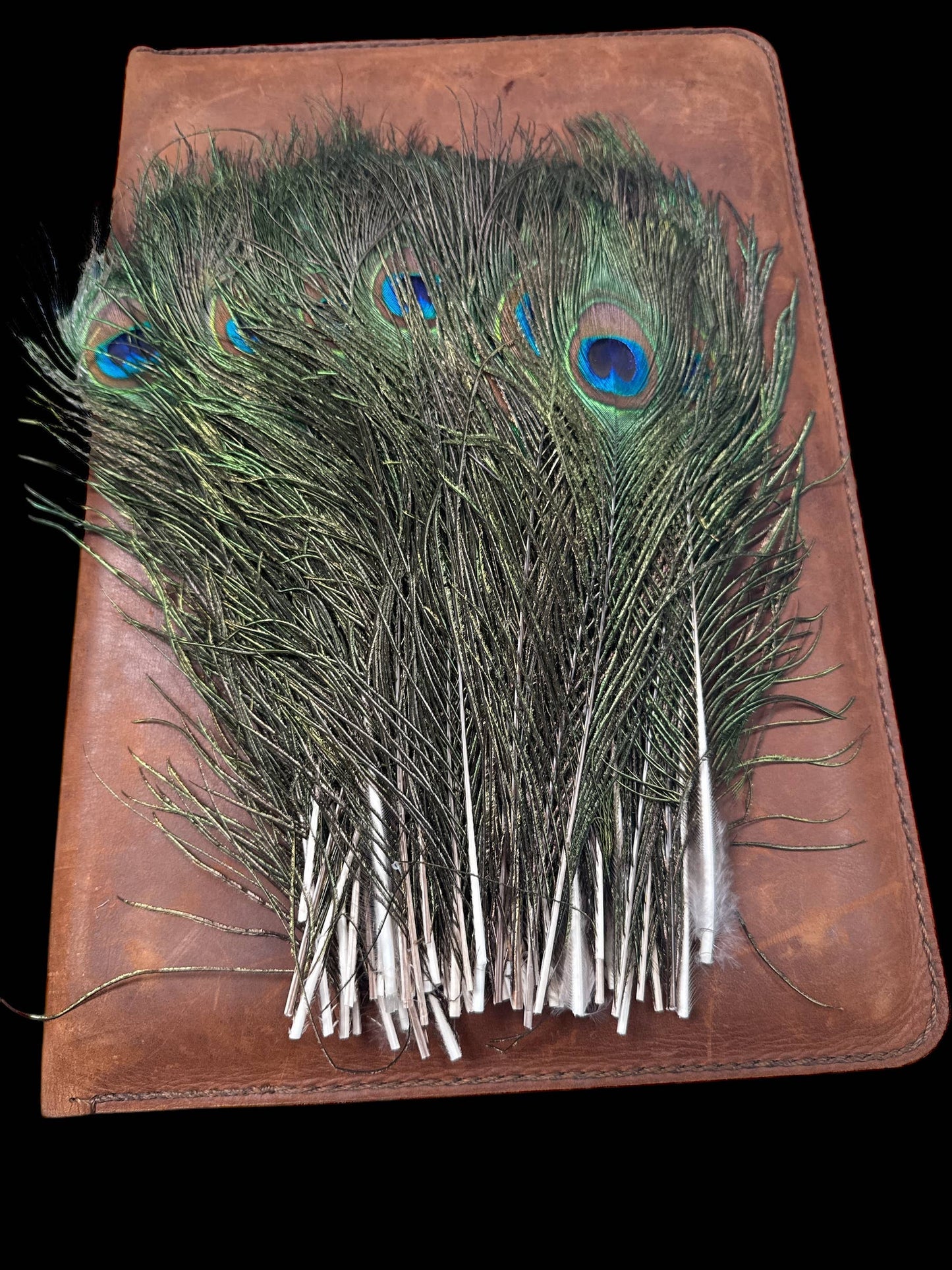 Peacock Feathers