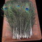 Peacock Feathers
