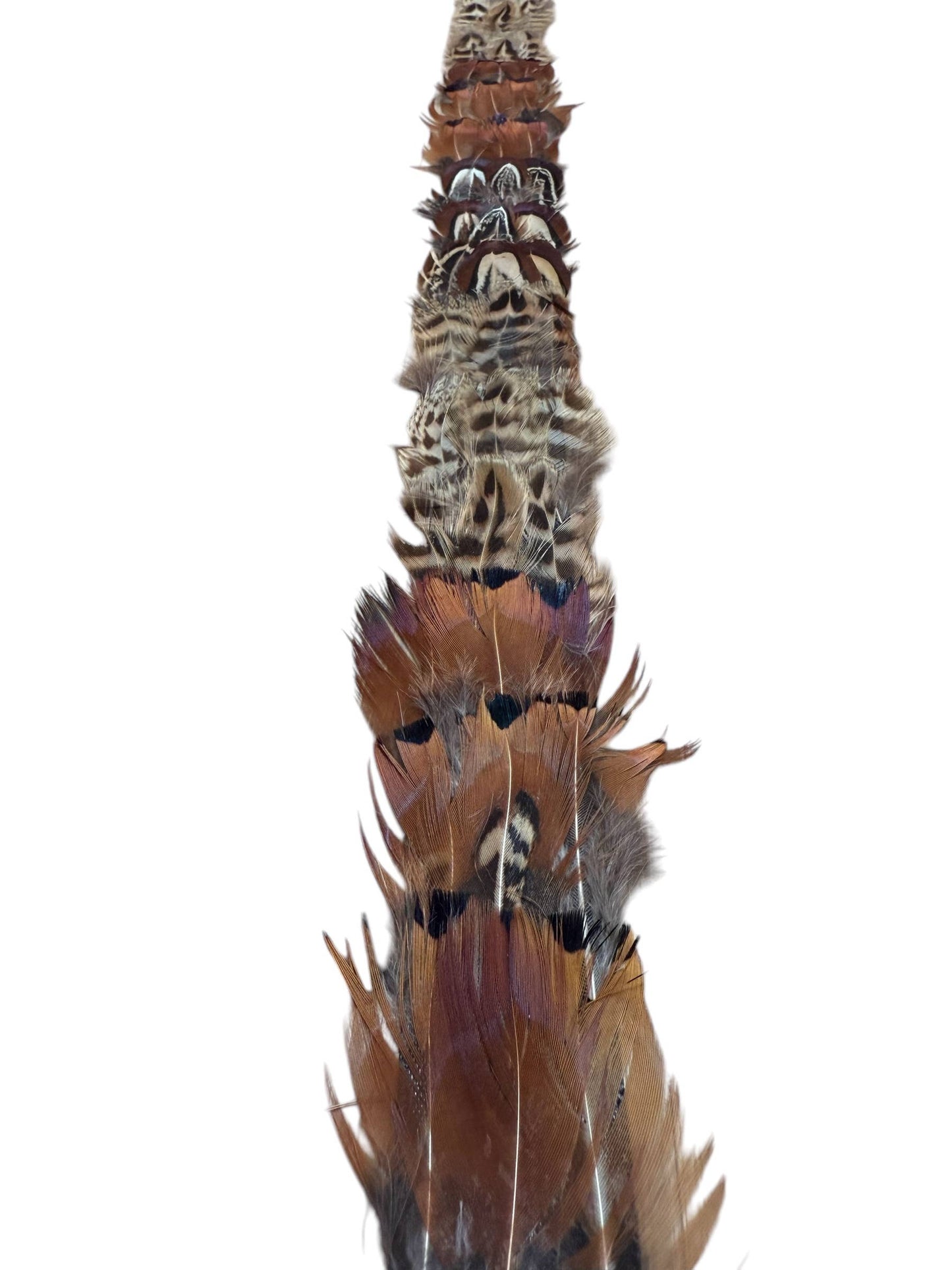 Nati Natash - Feather hat band with strap